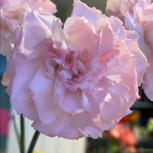 Meet your Posher, Bella